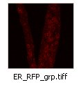 ER_RFP_grp
