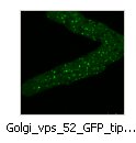 Golgi_vps_52_GFP_tips