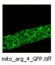 mito_arg_4_GFP