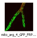 mito_arg_4_GFP_FRP_vam_3