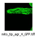 mito_tip_agr_4_GFP