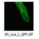 ER_nca_1_GFP