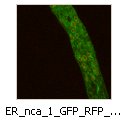 ER_nca_1_GFP_RFP_HP1