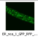 ER_nca_1_GFP_RFP_grp_A