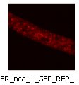 ER_nca_1_GFP_RFP_grp_B