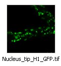 Nucleus_tip_H1_GFP_tip