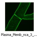 Plasma_Memb_nca_3_GFP