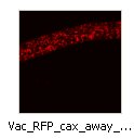 Vac_RFP_vam_3_away_from_tip