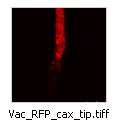 Vac_RFP_cax_tip