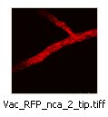 Vac_RFP_nca_2_tip