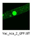 vac_nca_2_GFP
