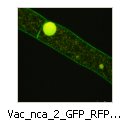 Vac_nca_2_GFP_RFP_cax