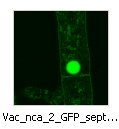 Vac_nca_2_GFP_septa