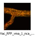 Vac_RFP_vma_1_nca_2_GFP
