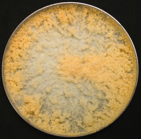 coil-1, FGSC 3649 Culture image