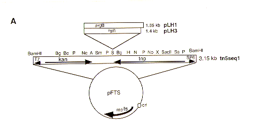 figure 1A