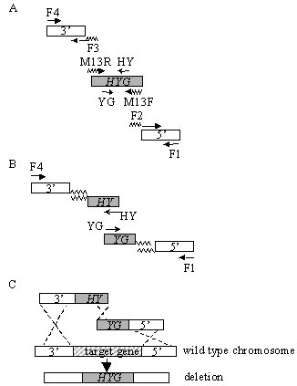 clone construction scheme